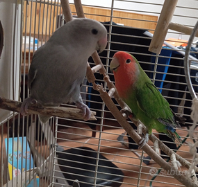 Coppia di inseparabili