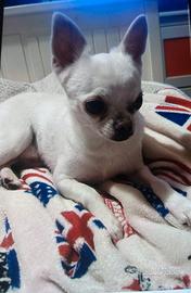 Chiwawa per accoppiamento