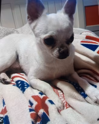 Chiwawa per accoppiamento