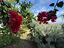 Immagine 13