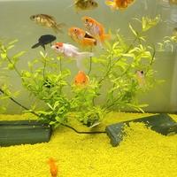 Oranda misti