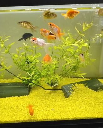 Oranda misti