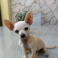 Chihuahua