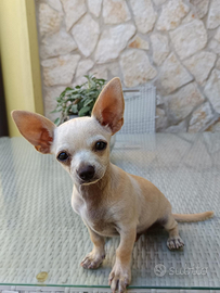 Chihuahua
