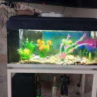 aquario