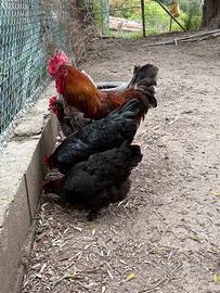 Gruppo marans