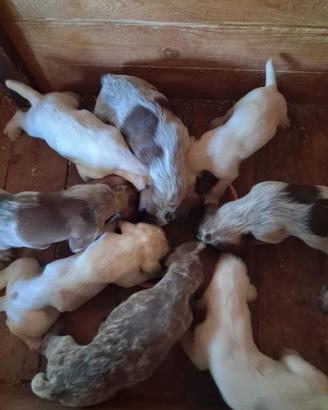 Cuccioli di spinone italiano