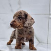 Bassotto maschio con pedigree