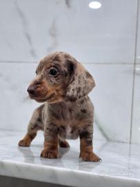 Bassotto maschio con pedigree