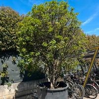 Albero / Pianta Osmanthus in vaso