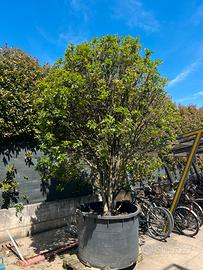 Albero / Pianta Osmanthus in vaso