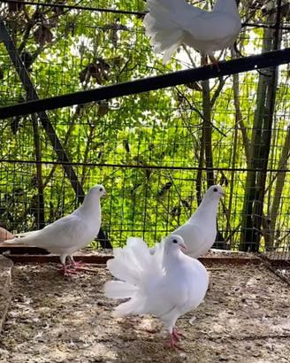 Vendita coppia colombe pavoncelle