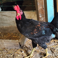 Galli razza siciliana