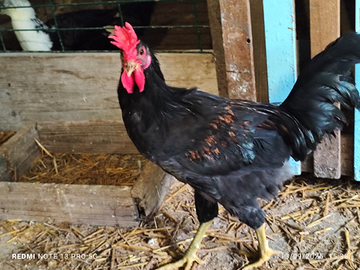 Galli razza siciliana