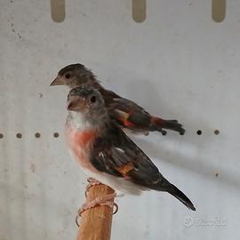 Cardinalini del venezuela