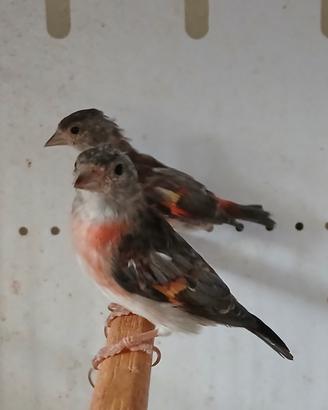 Cardinalini del venezuela