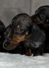 Cuccioli di bassotto tedesco