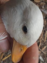 Anatre Mignon Call Duck Bianche