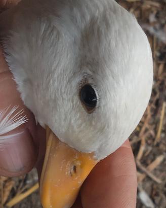 Anatre Mignon Call Duck Bianche