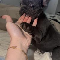 Bulldog francese blu femmina