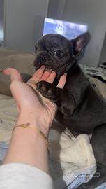 Bulldog francese blu femmina
