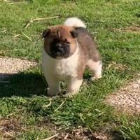 Cucciolo di Akita americano