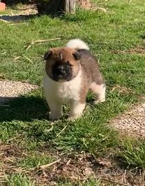 Cucciolo di Akita americano