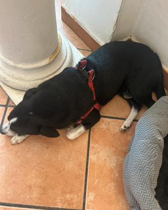Border collie