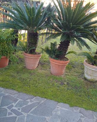 piante di cycas