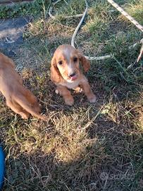 Cuccioli di cocker