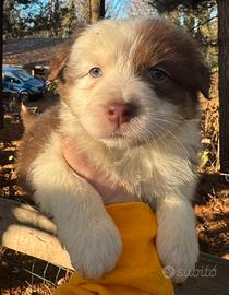 Cuccioli pastore australiano