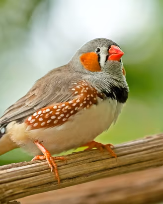 ESOTICI BENGALINI, DIAMANTINI
