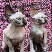 Canadian sphynx cucciole (possibile consegna)