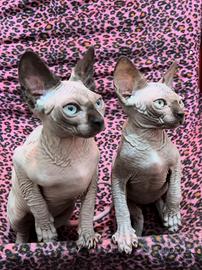 Canadian sphynx cucciole (possibile consegna)