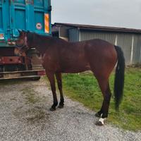 Cavallo trotter di 4anni