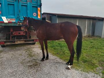 Cavallo trotter di 4anni