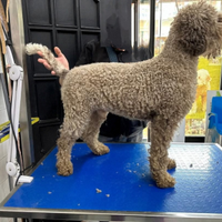 Lagotto romagnolo