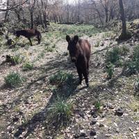 Cavallo