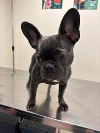 Bulldog francese
