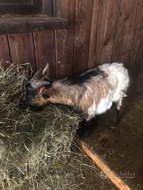 Maschi intero tibetano