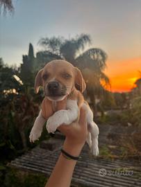 Jack Russel