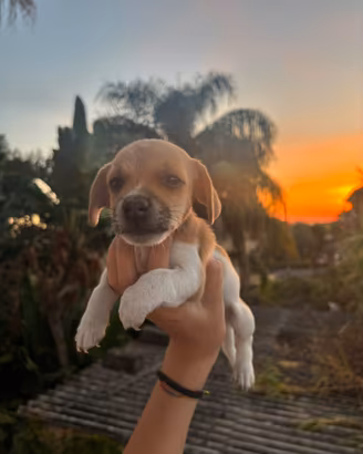 Jack Russel