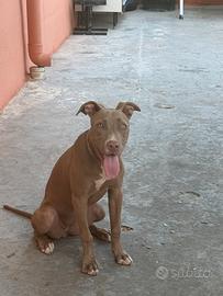 PITBULL 8 mesi