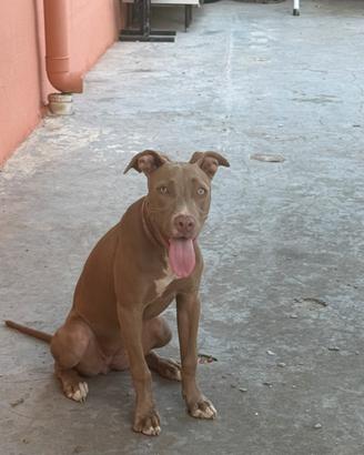 PITBULL 8 mesi