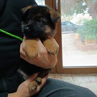 Pastore tedesco vendita