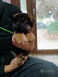 Pastore tedesco vendita