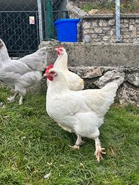 Gallina marans