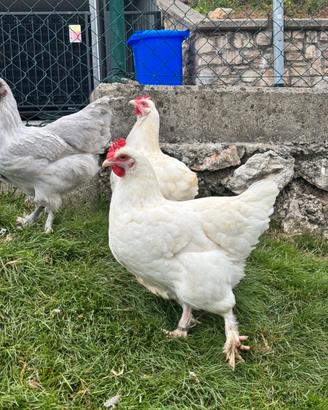 Gallina marans