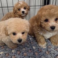 Maltipoo, Barboncino, Maltese