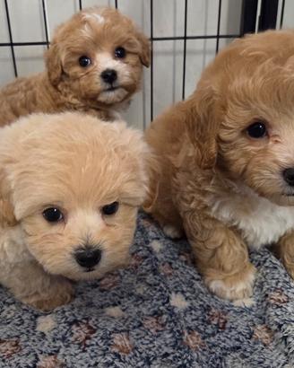 Maltipoo, Barboncino, Maltese